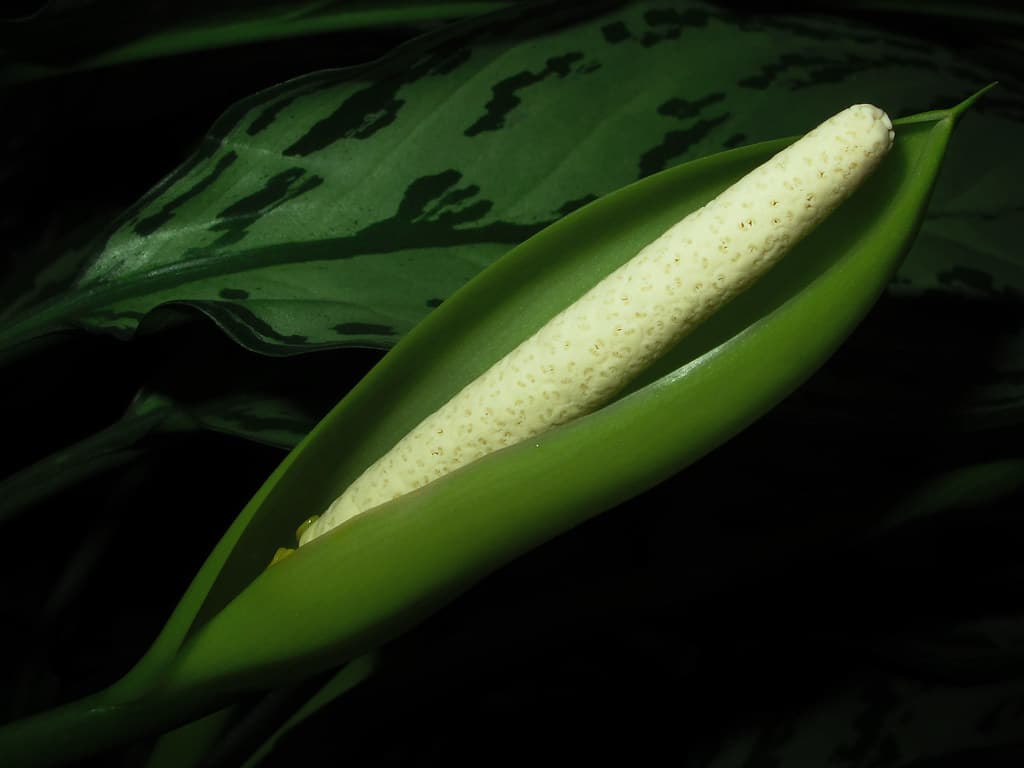 Aglonema